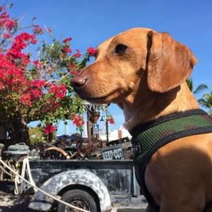 Meet your Posher, Alan